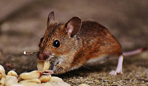 24 Hour & Emergency Exterminators in Dormont, PA